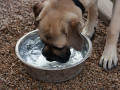 A kutya aki csak tiszta vizet iszik.