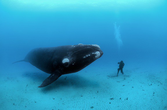 Southern-Right-Whale